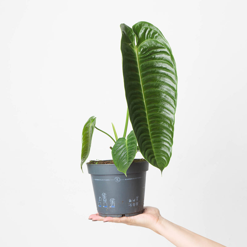 Imperfect Anthurium veitchii Plants GrowTropicals