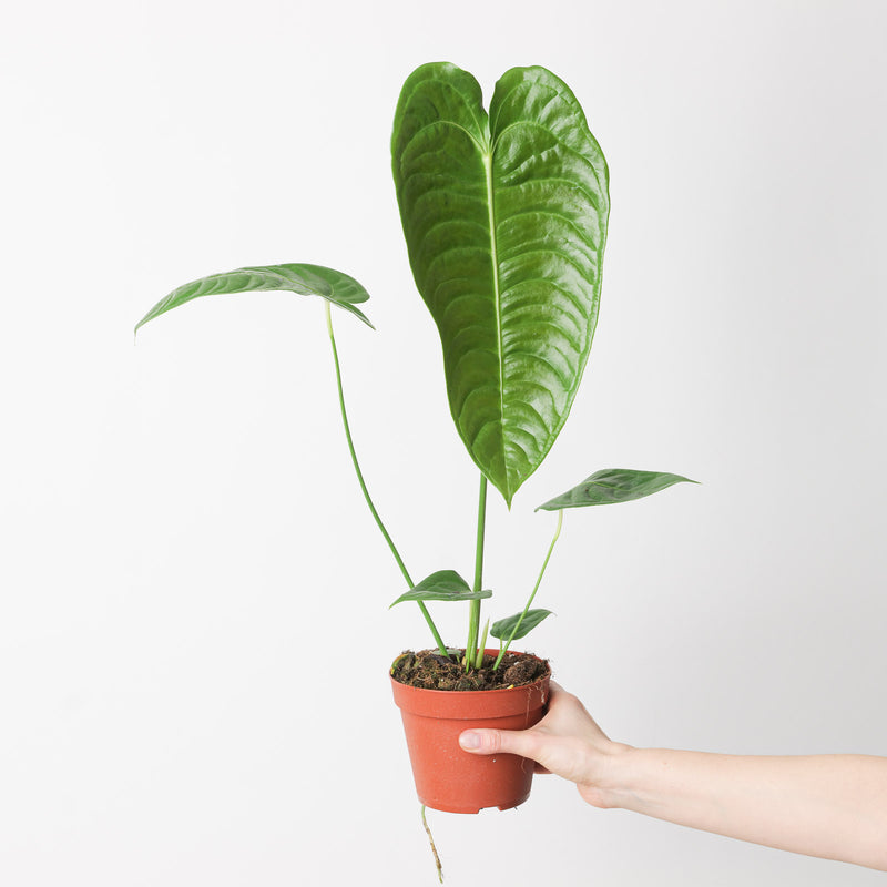 Imperfect Anthurium veitchii Plants GrowTropicals