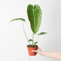Anthurium veitchii