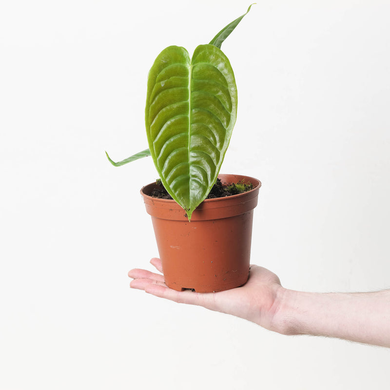 Rare Anthurium Bundle Plant Bundle GrowTropicals