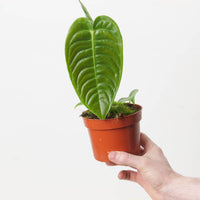 Anthurium veitchii
