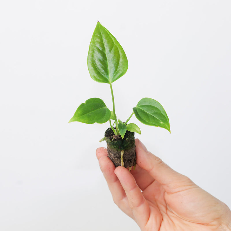 Anthurium Veitchii 'Narrow Form' — Plug Plant