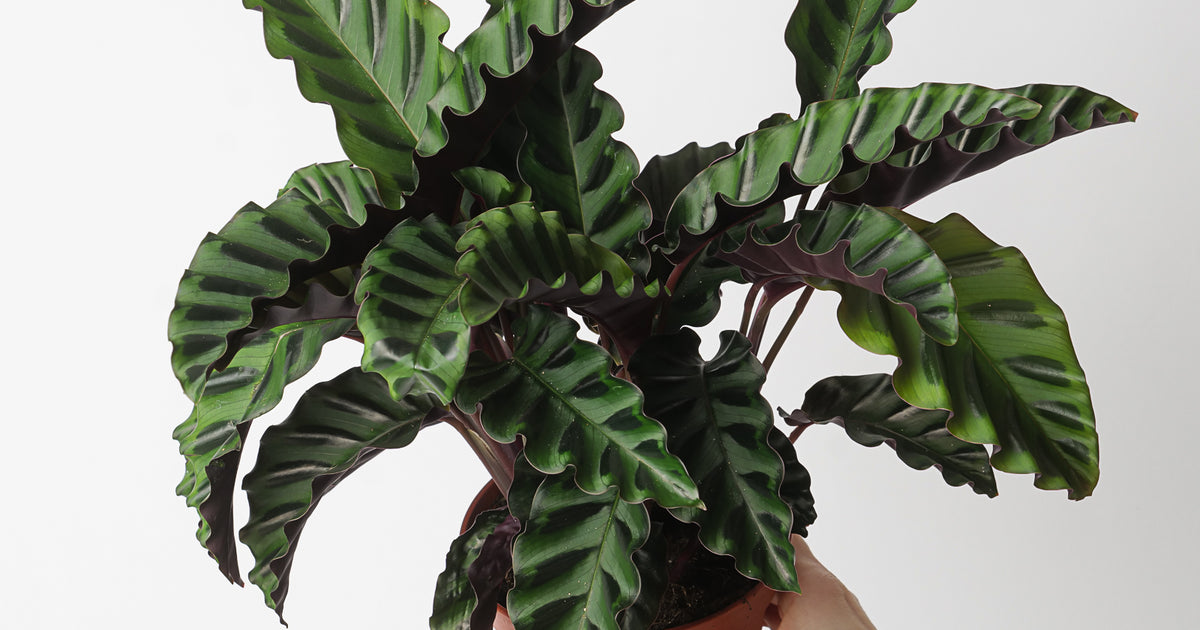 Calathea 'Velvet Glory' | Plants