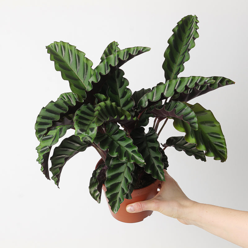 Calathea 'Velvet Glory' Plants GrowTropicals