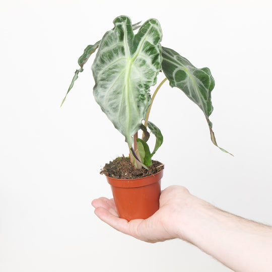 Alocasia 'Venom'