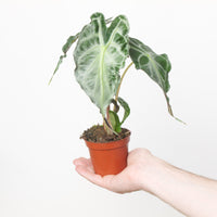 Alocasia 'Venom'