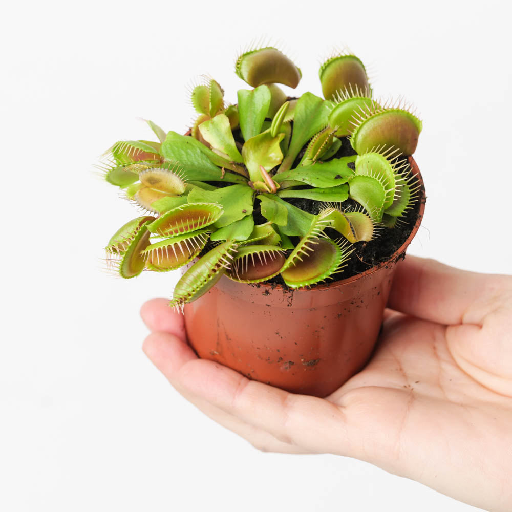 fly traps indoor plant Dionaea muscipula | Venus Fly Trap | Plants