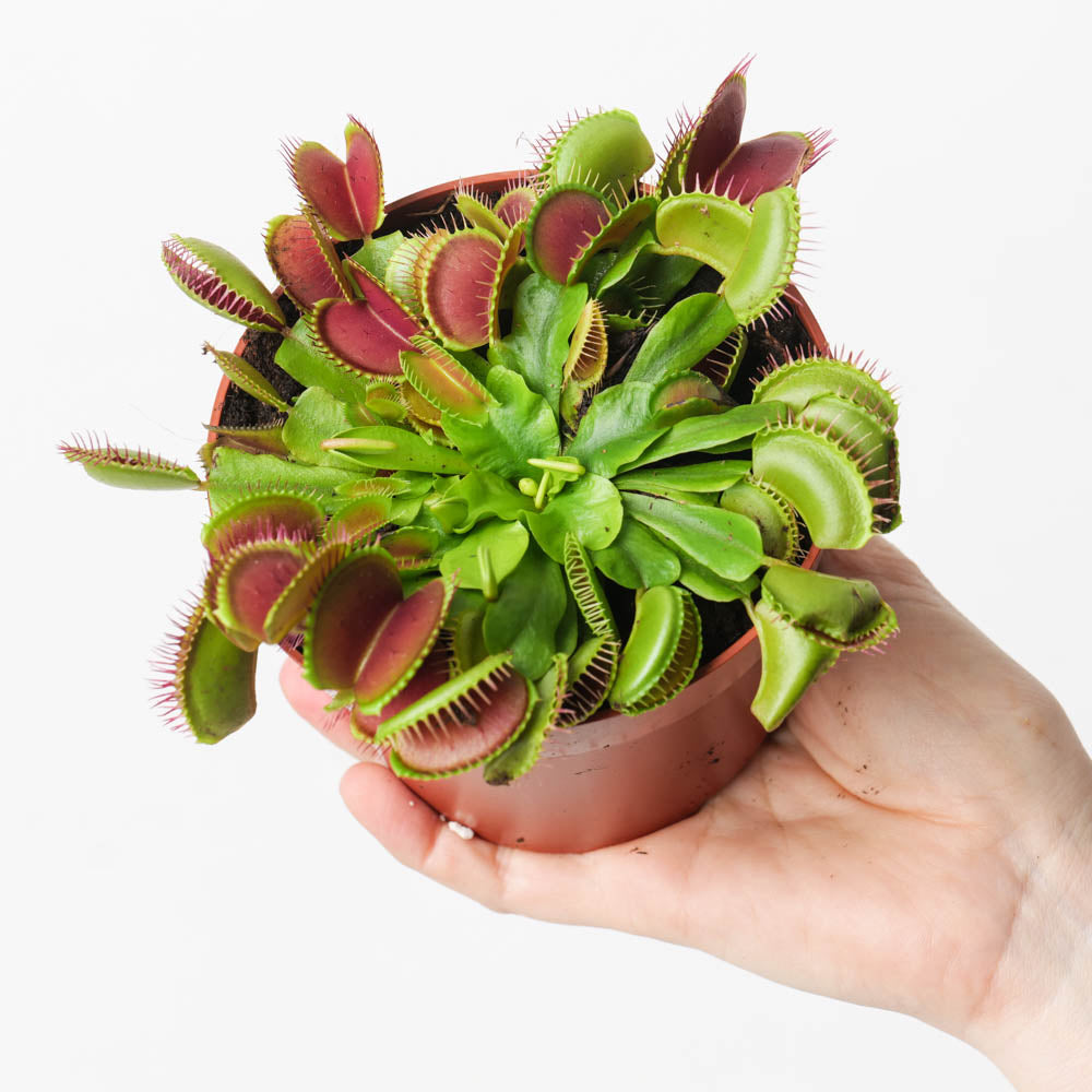 hanging fly trap plant Dionaea muscipula | Venus Fly Trap | Plants