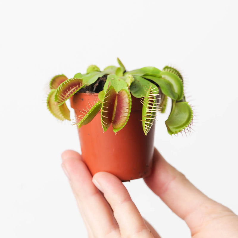 Dionaea muscipula | Venus Fly Trap — 5.5cm