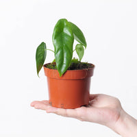 Alocasia venusta