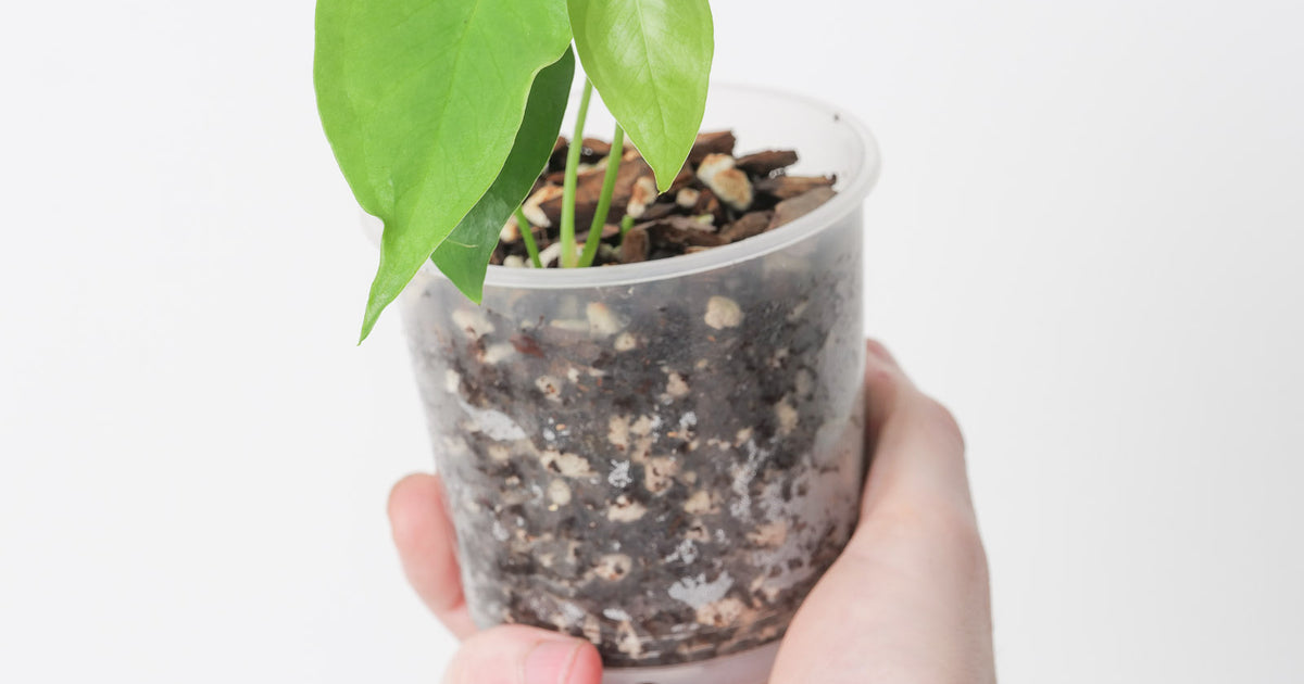 Anthurium verapazense | Plants