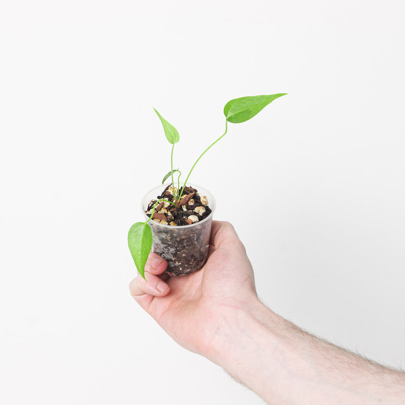 Anthurium verapazense — 6cm