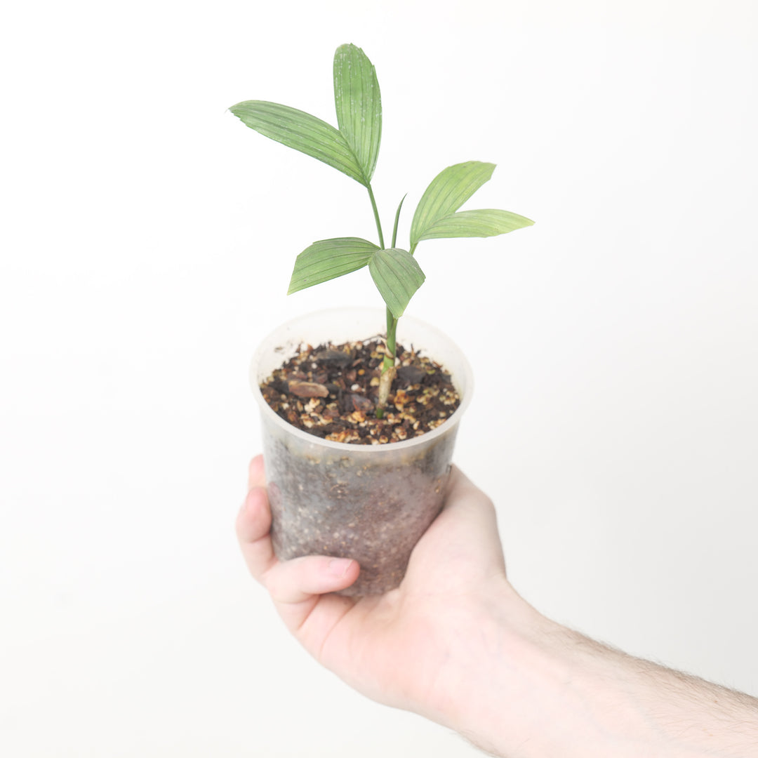 Chamaedorea verecunda Plants GrowTropicals