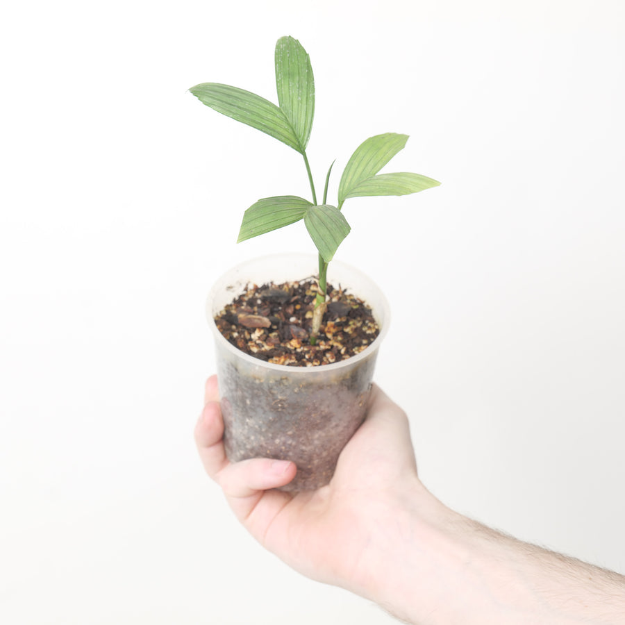 Chamaedorea verecunda Plants GrowTropicals