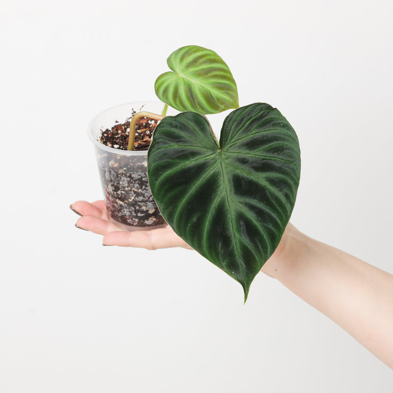 Philodendron Verrucosum 'Ecuador' Plants GrowTropicals