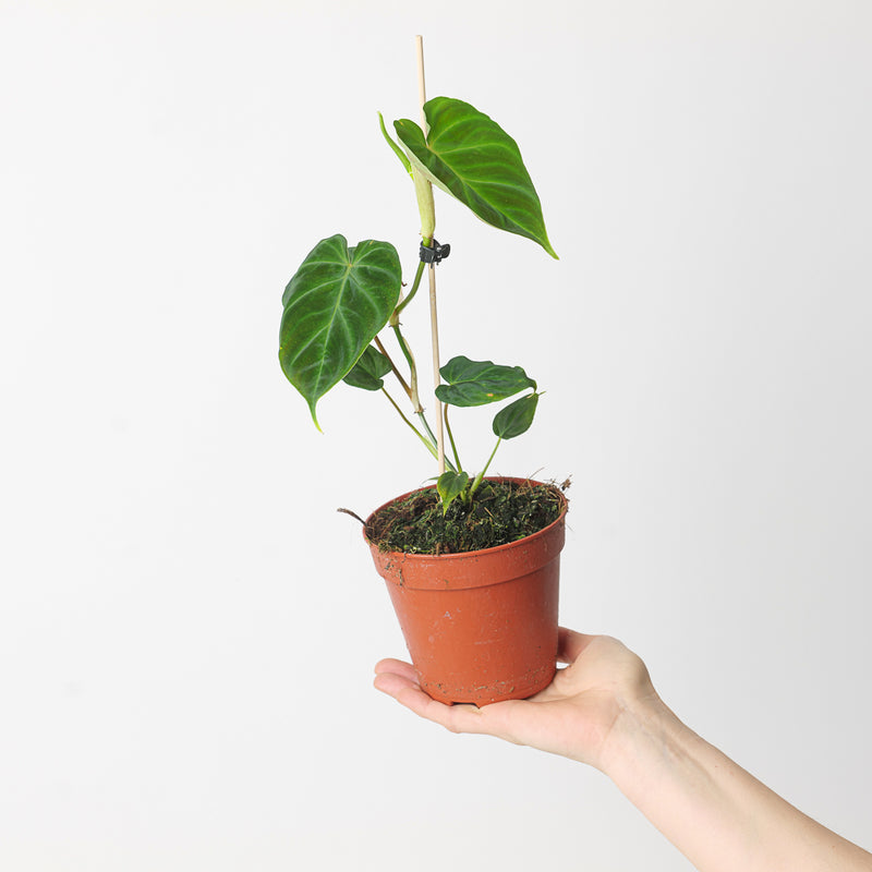 Imperfect Philodendron verrucosum 'Dutch Type' Plants GrowTropicals