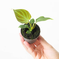 Philodendron Verrucosum