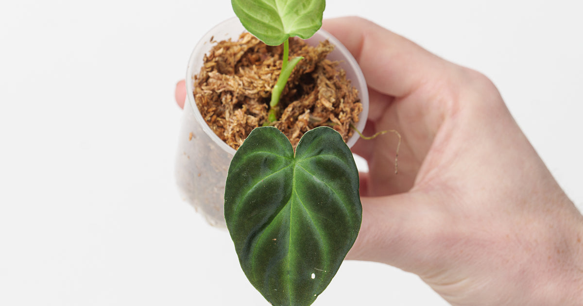 Philodendron verrucosum 'Bosco'