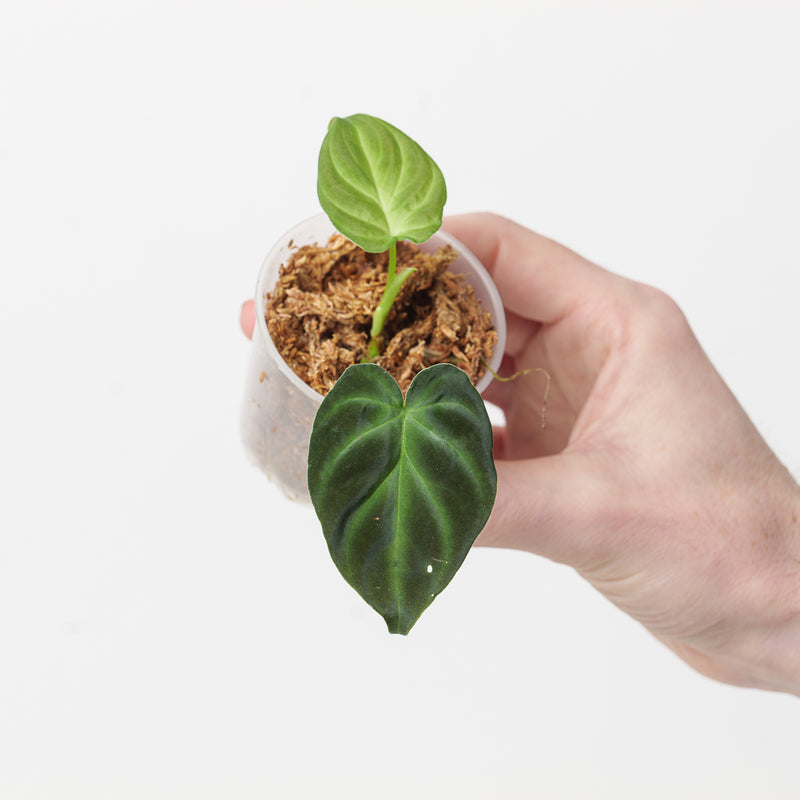 Philodendron verrucosum 'Bosco' 6cm Plants GrowTropicals