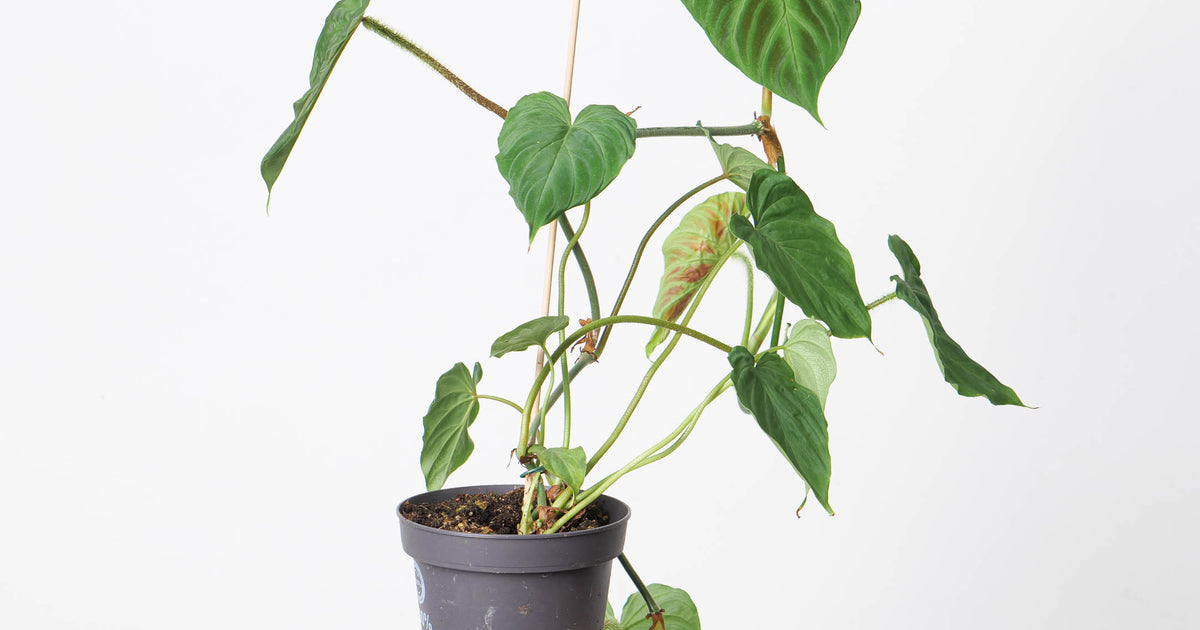 philodendron verrucosum uk Philodendron Verrucosum | Plants