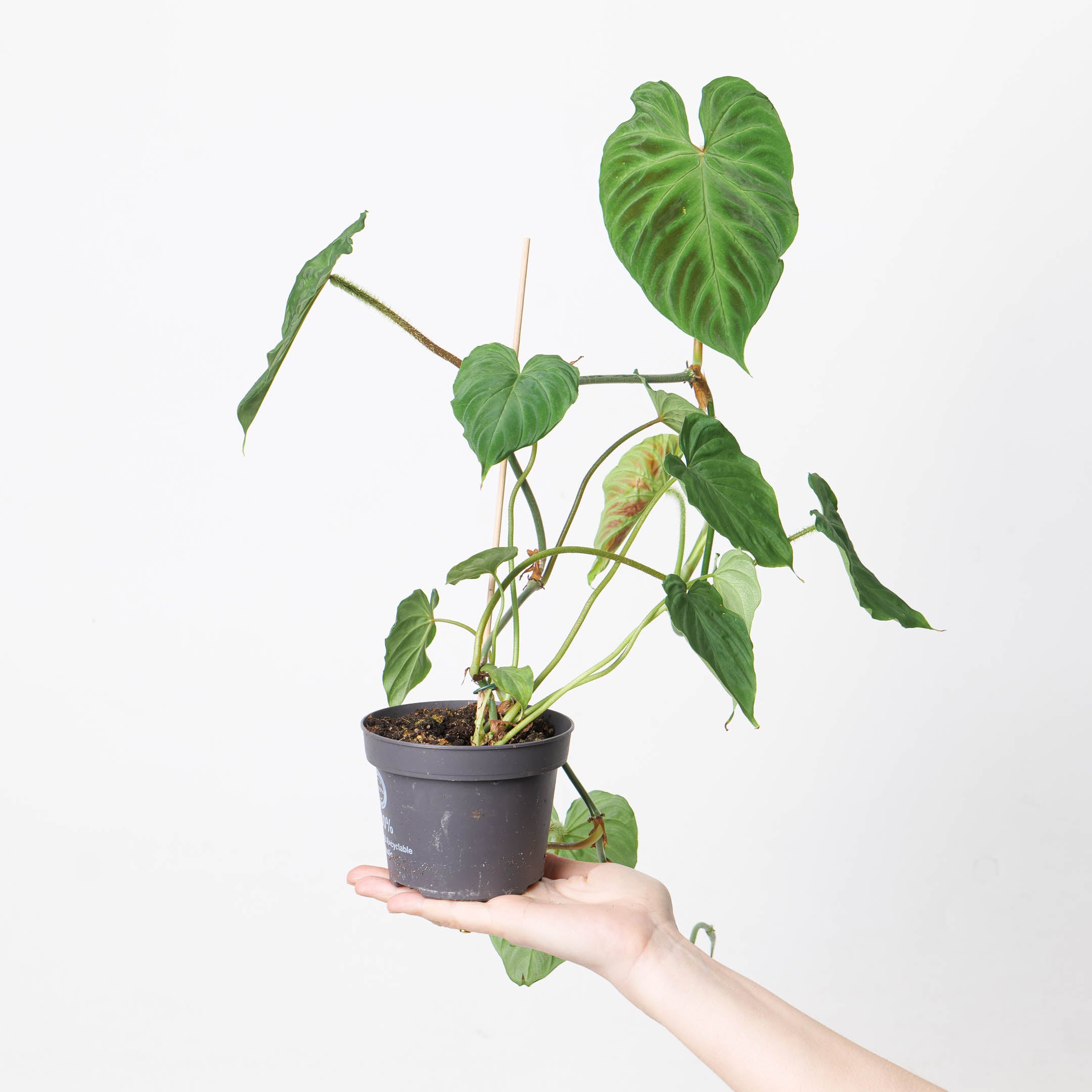 philodendron verrucosum green Philodendron Verrucosum