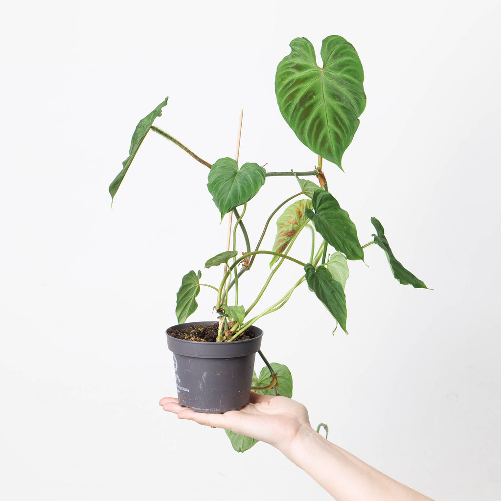 philodendron verrucosum tumbez Philodendron Verrucosum
