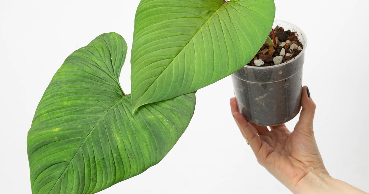 Philodendron verrucapetiolum