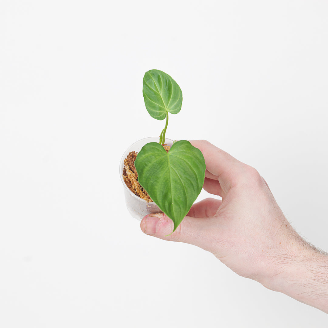 propagating philodendron verrucosum Philodendron verrucosum 'Fantasy'