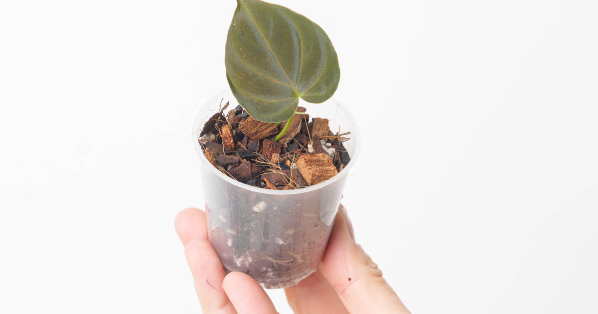 philodendron verrucosum dark form Philodendron verrucosum 'Dark Dwarf' | Plants