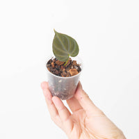 Philodendron verrucosum 'Dark Dwarf’