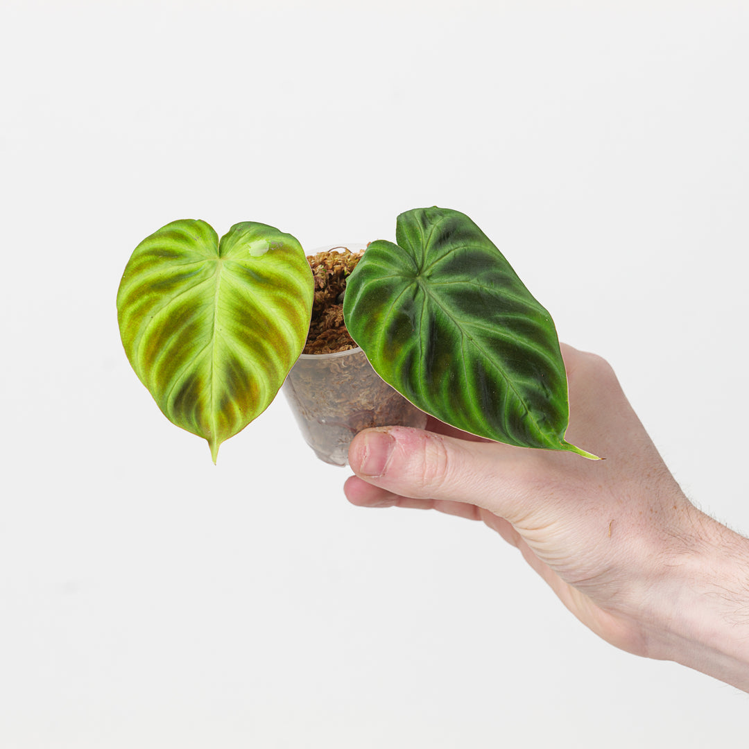 philodendron verru Philodendron verrucosum 'Type'