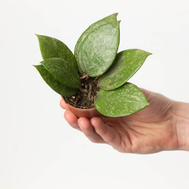 Hoya verticillata 'Splash' — 6cm