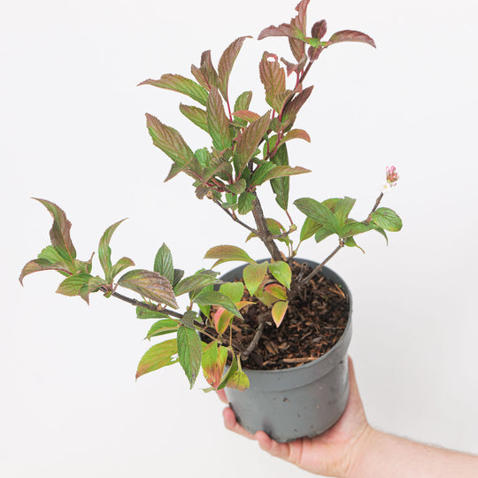 Viburnum x bodnantense 'Dawn' alternative view