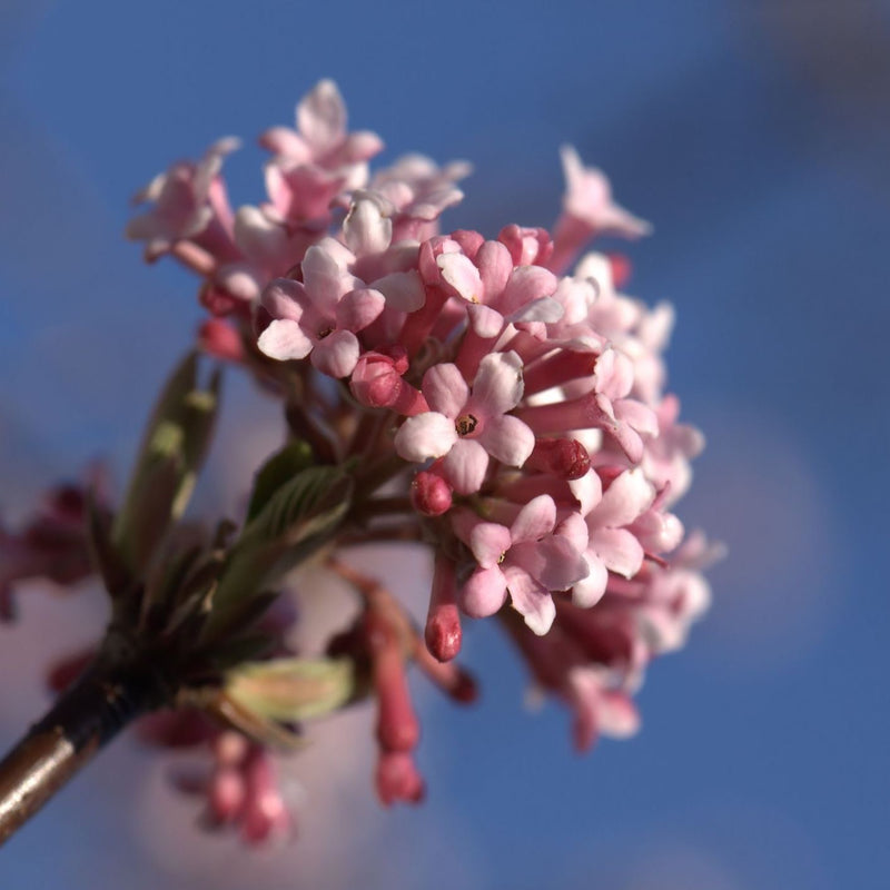 Viburnum x bodnantense 'Dawn' Plants - Outdoor GROW TROPICALS
