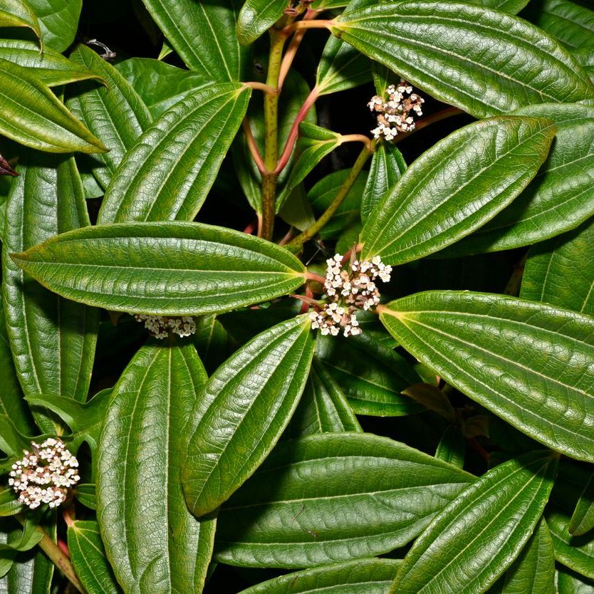 Viburnum davidii Plants - Outdoor GROW TROPICALS