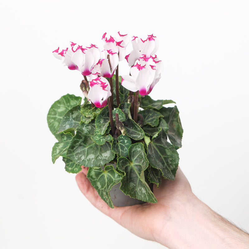 Cyclamen persicum Metis 'Victoria'