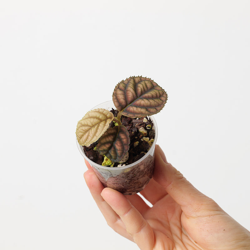 Labisia sp. Vietnam — 6cm