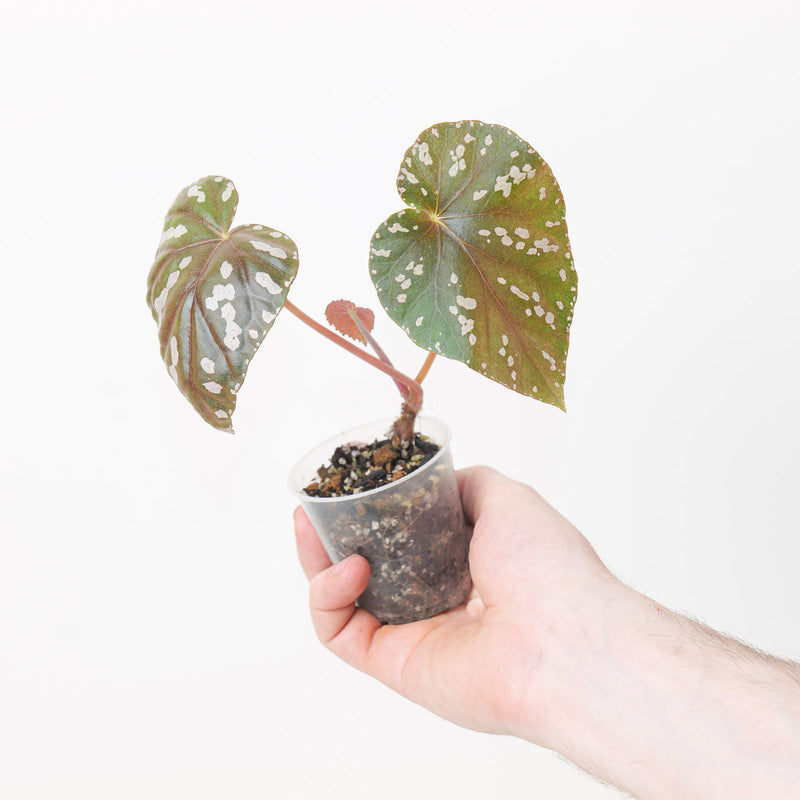 Begonia sp Vietnam #3 Plants GrowTropicals