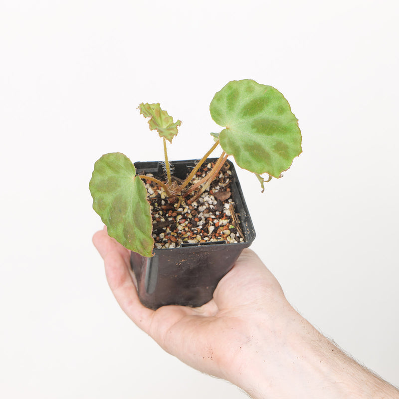 Begonia sp Vietnam #2 Plants GrowTropicals