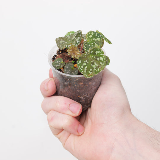 Begonia sp Vietnam #2 Plants GrowTropicals
