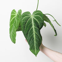 Imperfect Anthurium villenaorum