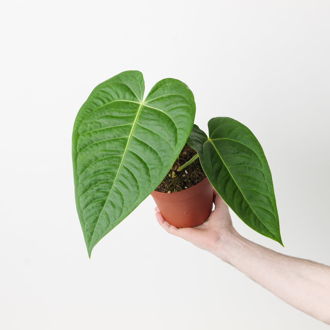 Anthurium villenaorum x veitchii - GROW TROPICALS