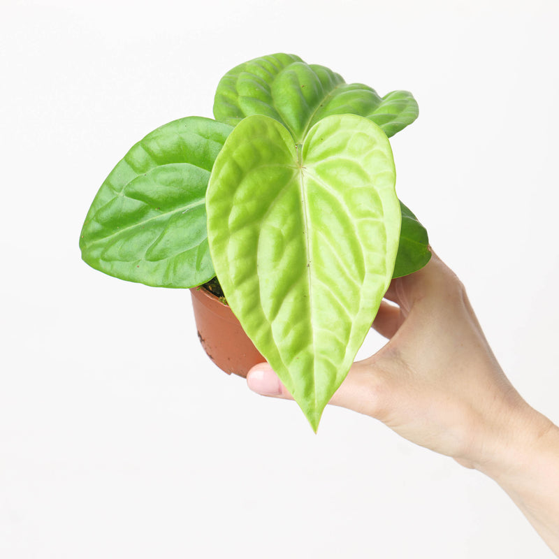 Anthurium villenaorum x luxurians Plants GrowTropicals