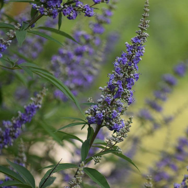 Vitex agnus-castus 'Blue Diddley' Plants - Outdoor GROW TROPICALS