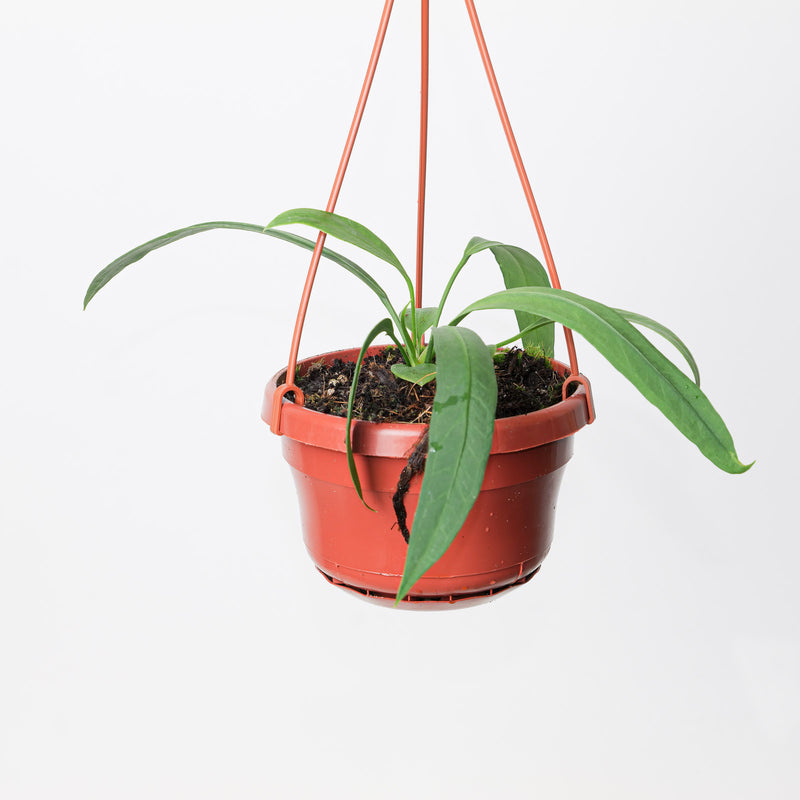Anthurium vittarifolium — 14cm