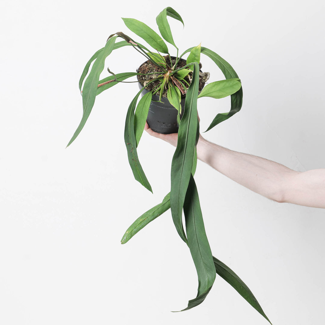 mounted anthurium Anthurium vittarifolium