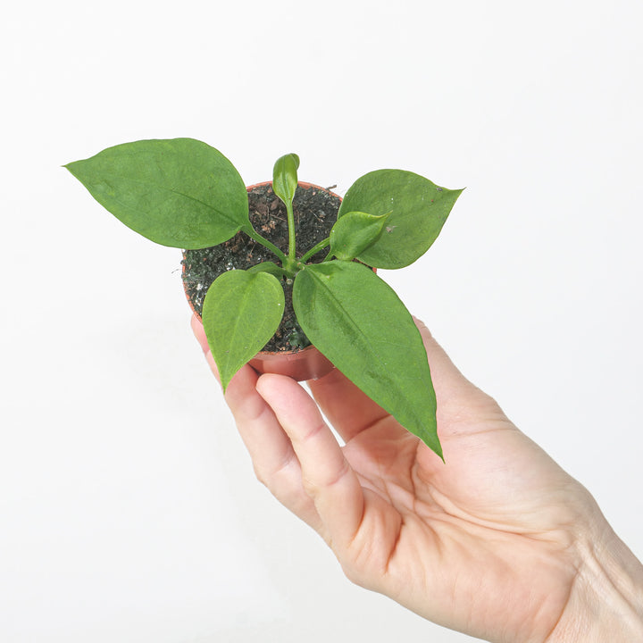 Anthurium vittarifolium 6cm Plants GrowTropicals