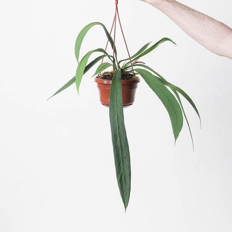 Anthurium vittarifolium Plants GrowTropicals