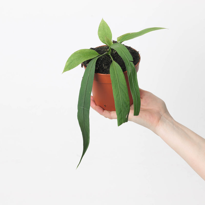 Anthurium vittarifolium Plants GrowTropicals