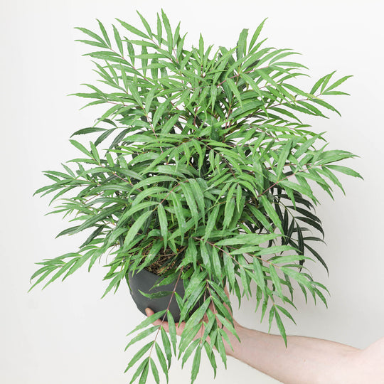 Mahonia eurybracteata 'Volcano' Plants - Outdoor GROW TROPICALS